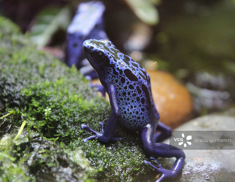 紫色青蛙图片素材