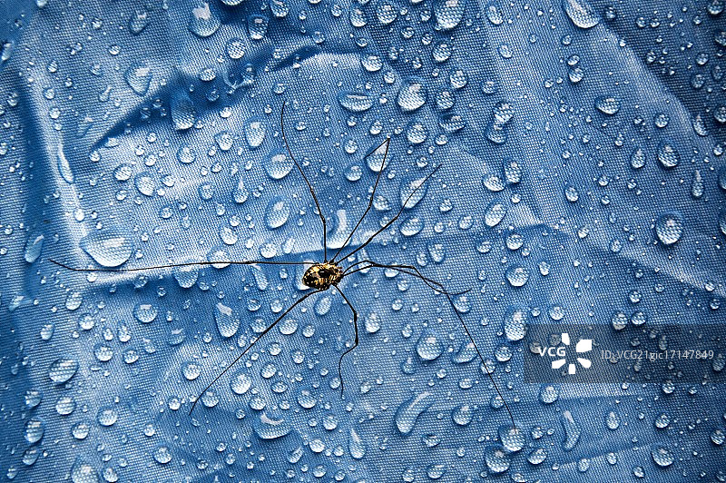 塑料上的长腿蜘蛛图片素材