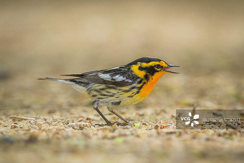 唱歌的布莱克本莺图片素材