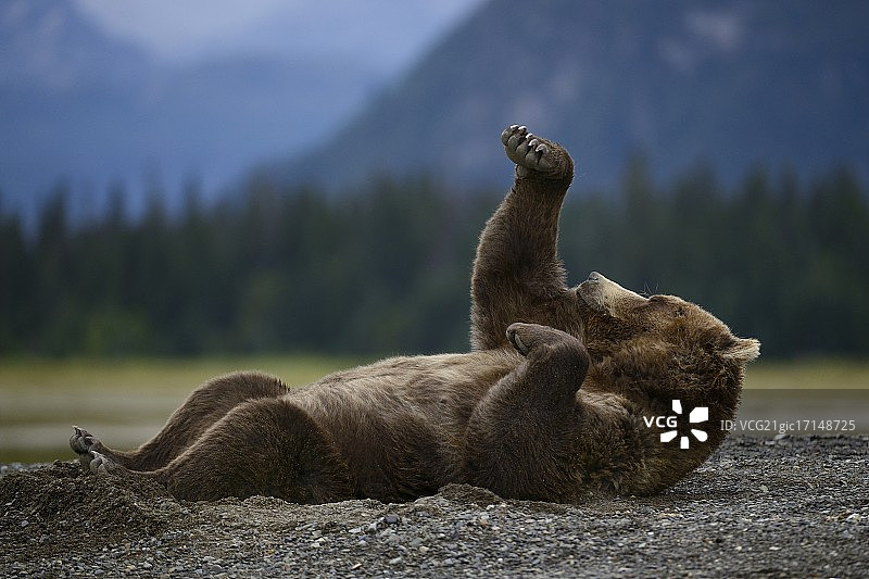 拳击熊图片素材