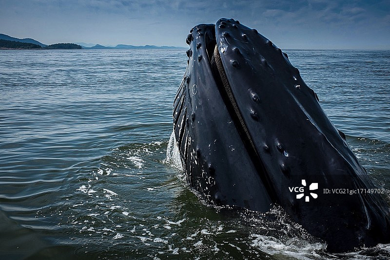 圣胡安群岛海岸附近的座头鲸图片素材