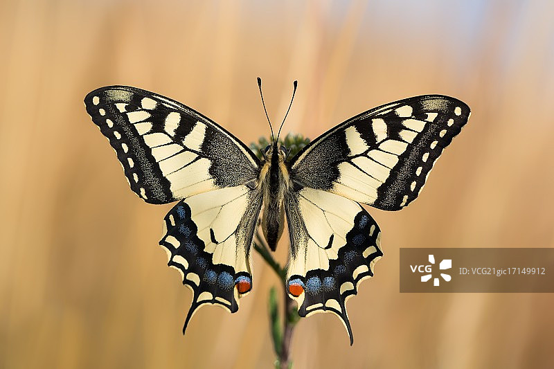 燕尾蝶图片素材