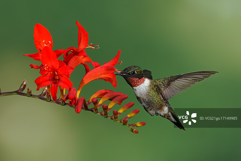 雄性红喉蜂鸟与剑兰图片素材