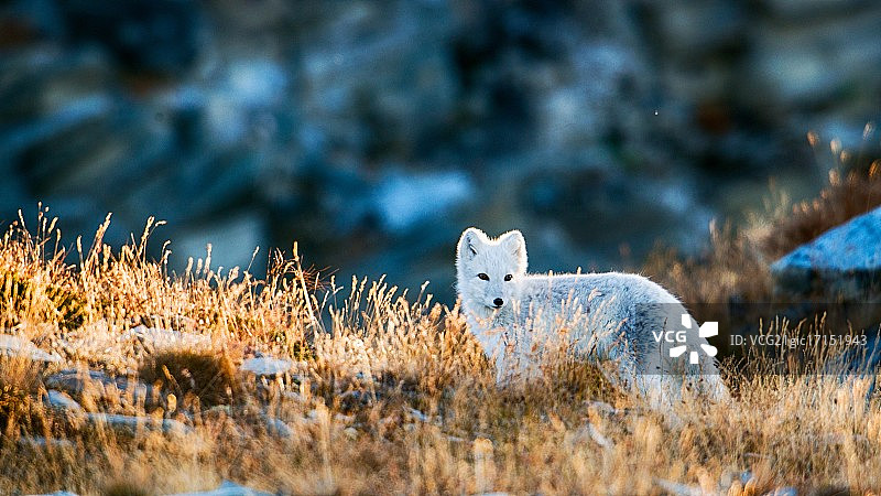 苔原上的白色山狐图片素材