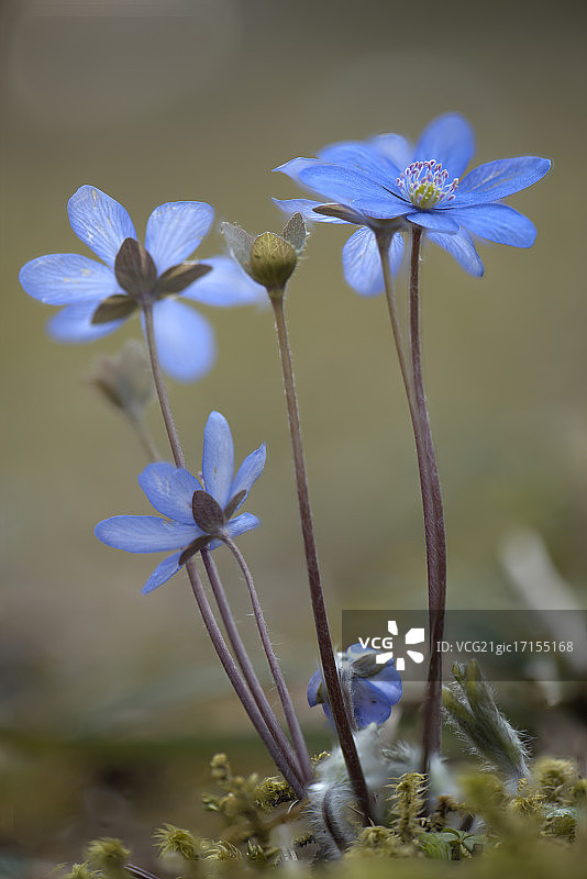 紫花植物野外特写图片素材