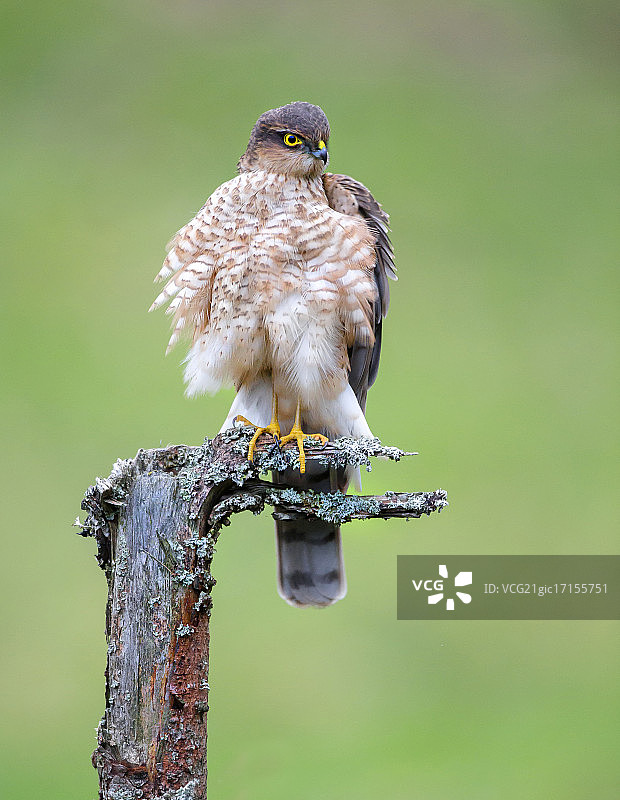 欧亚雀鹰（雄性）图片素材