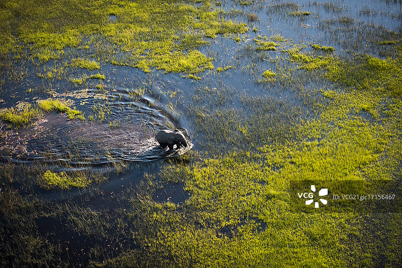 博茨瓦纳奥卡万戈三角洲的大象图片素材