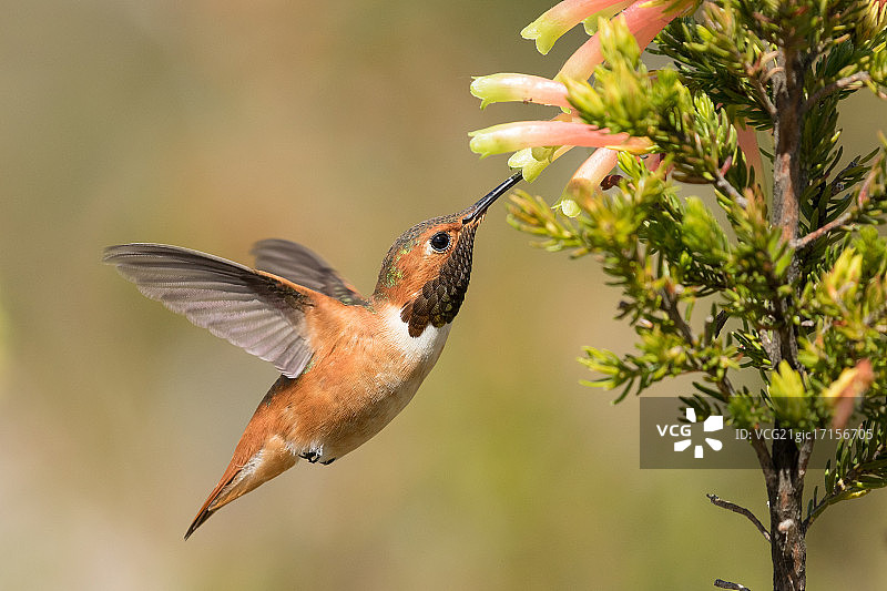 飞行中的艾伦蜂鸟图片素材