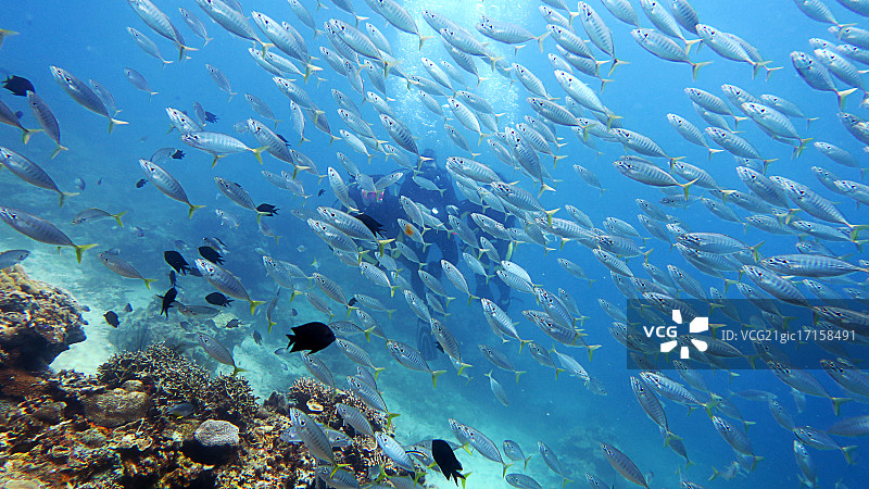 海底鱼类图片素材