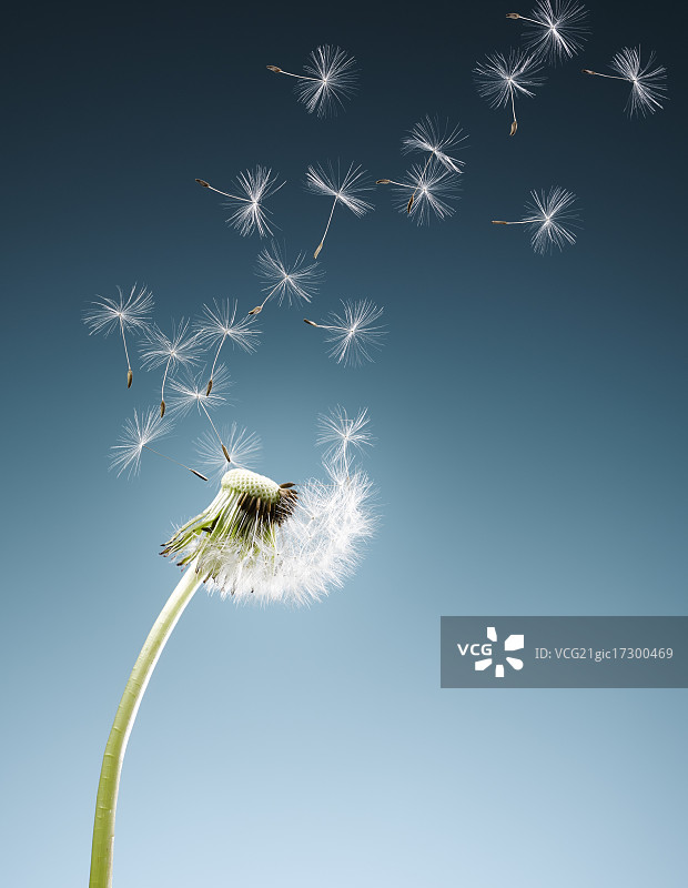 蓝色背景上飞舞的蒲公英种子图片素材