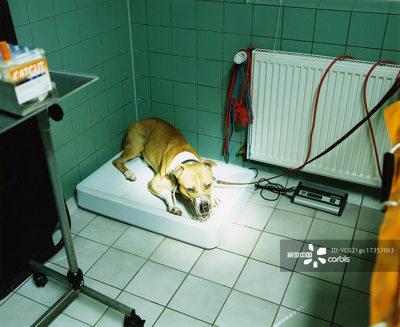 兽医诊所里的狗图片素材
