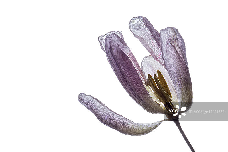 一朵枯萎的花图片素材