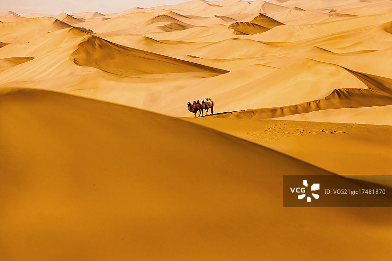 沙漠和骆驼图片素材