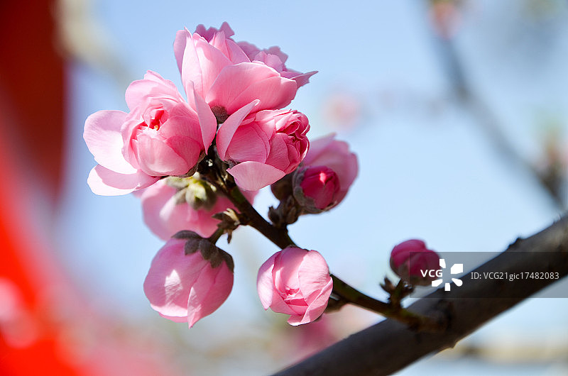 榆叶梅图片素材