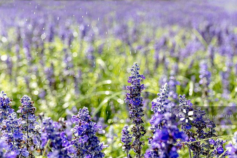 鼠尾草图片素材