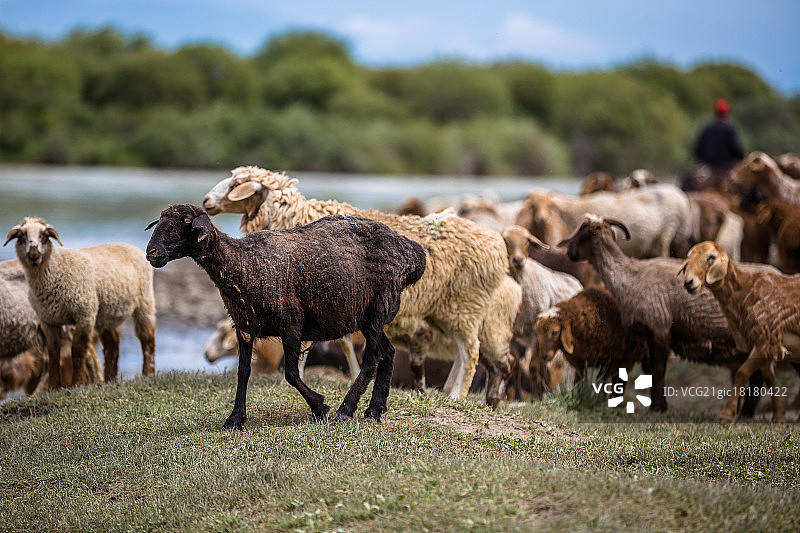 新疆昭苏天马浴河图片素材