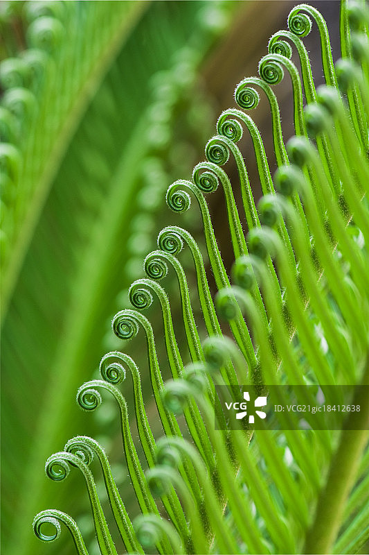 刚发芽的苏铁叶子图片素材