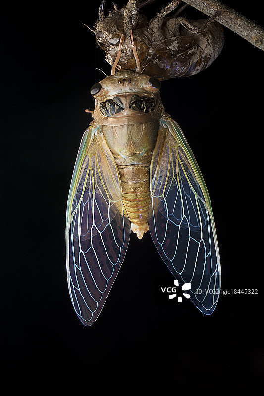 蝉羽化过程图片素材