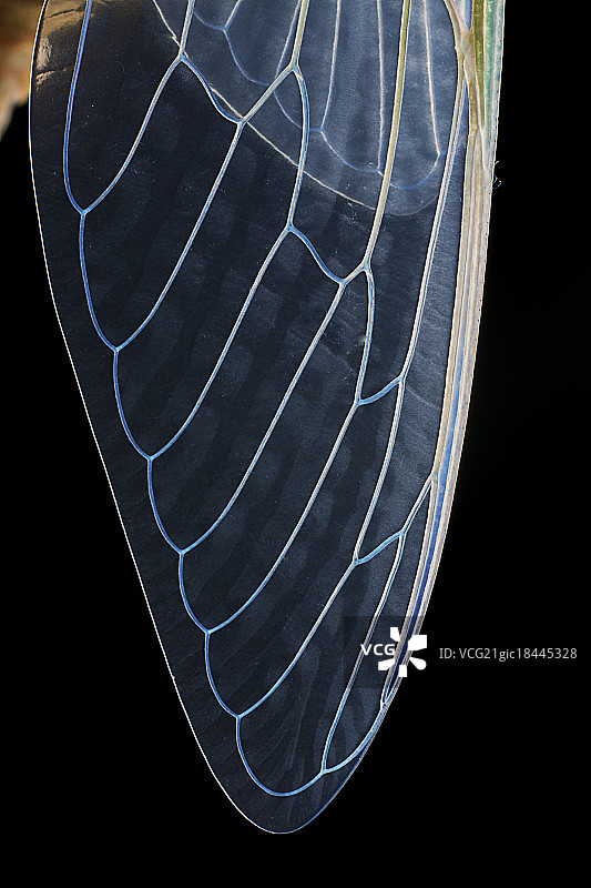 蝉羽化过程图片素材