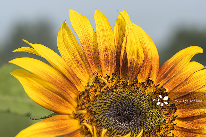 色彩艳丽的向日葵图片素材