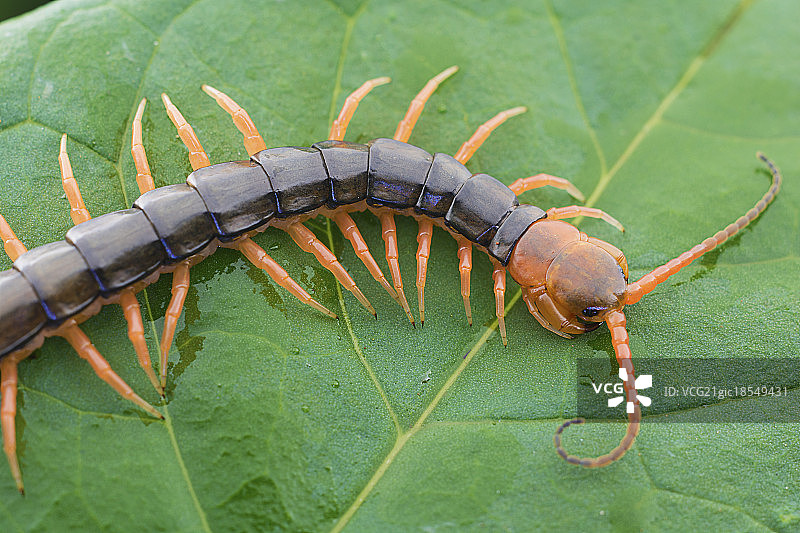 蜈蚣图片素材
