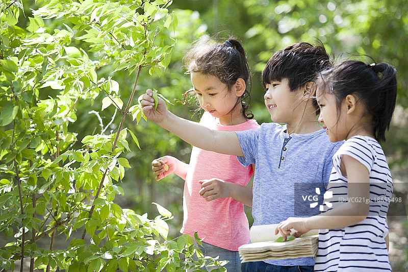 儿童在树林里采集树叶做标本图片素材