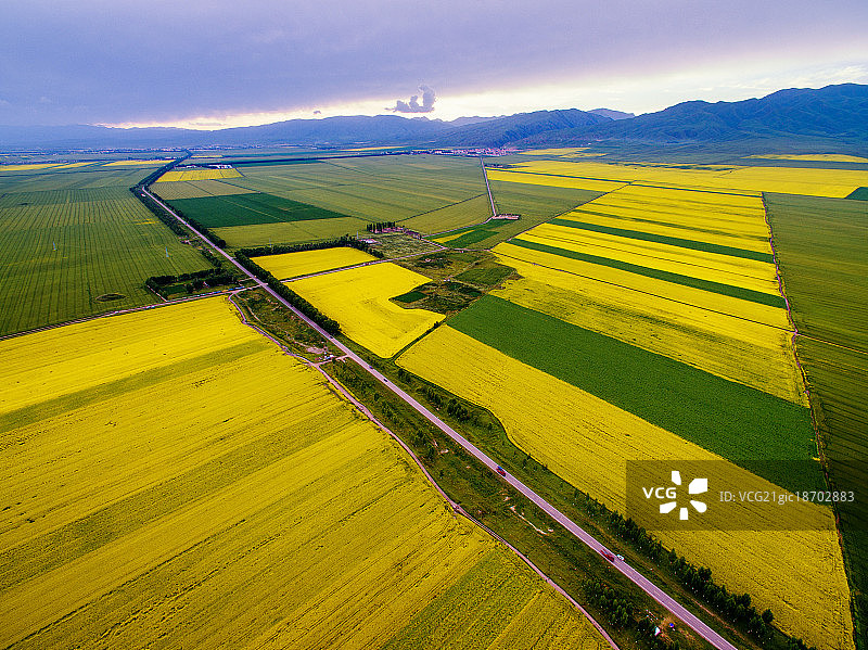 油菜花田地图片素材