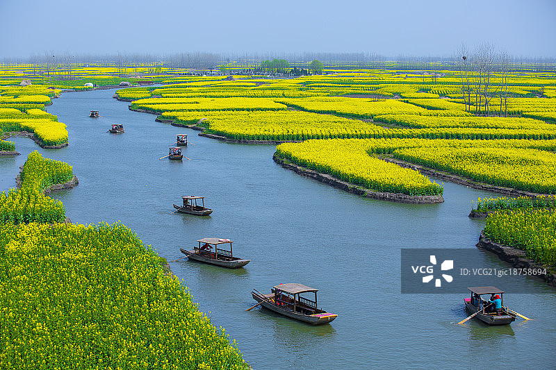 中国江苏兴化市千垛油菜花风景区图片素材