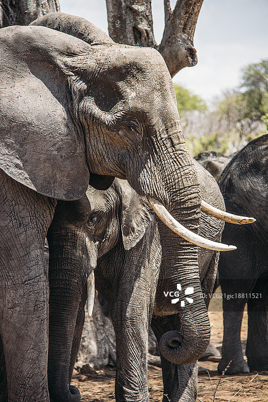 博茨瓦纳乔贝国家公园的母象和小象图片素材