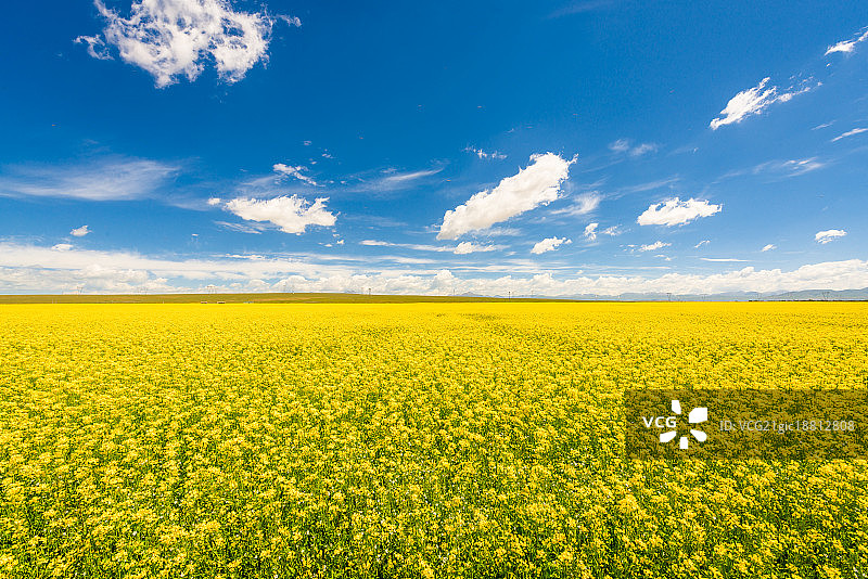 青海油菜花图片素材