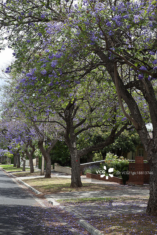 南澳大利亚阿德莱德盛开的蓝花楹图片素材