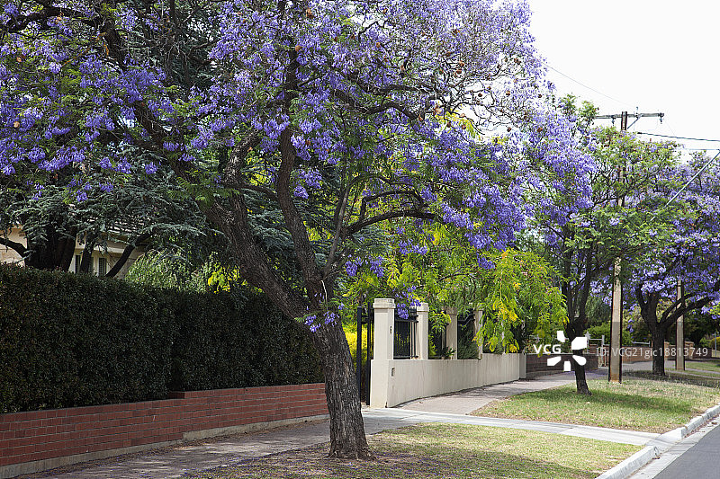 南澳大利亚阿德莱德盛开的蓝花楹图片素材