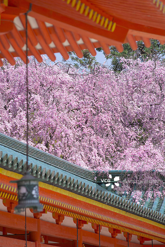 京都平安神宫的樱花与走廊图片素材