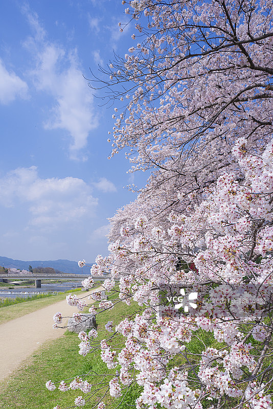 樱花，日本京都鸭川图片素材