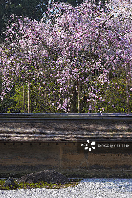 京都龙安寺雪景枯山水与樱花图片素材