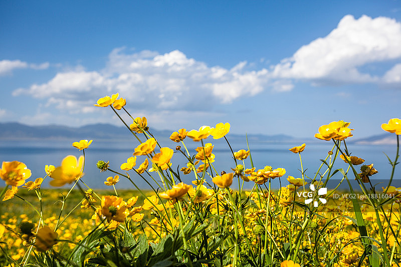 新疆赛里木湖西海草原图片素材