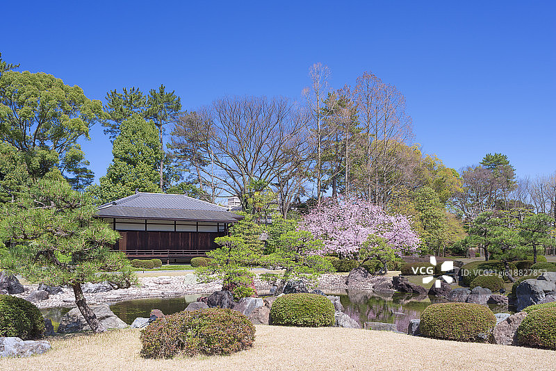 京都二条城清流园的和乐庵茶馆与樱花，日本图片素材