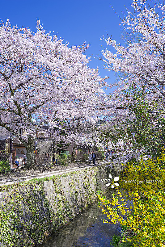 日本京都白川河畔哲学之道的樱花图片素材