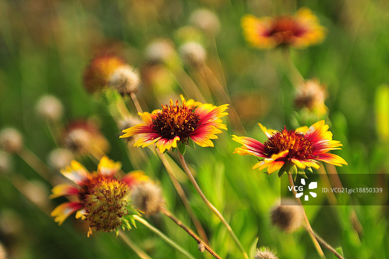 澎湖,台湾,亚洲,天人菊,菊花,花,澎湖县花,图片素材