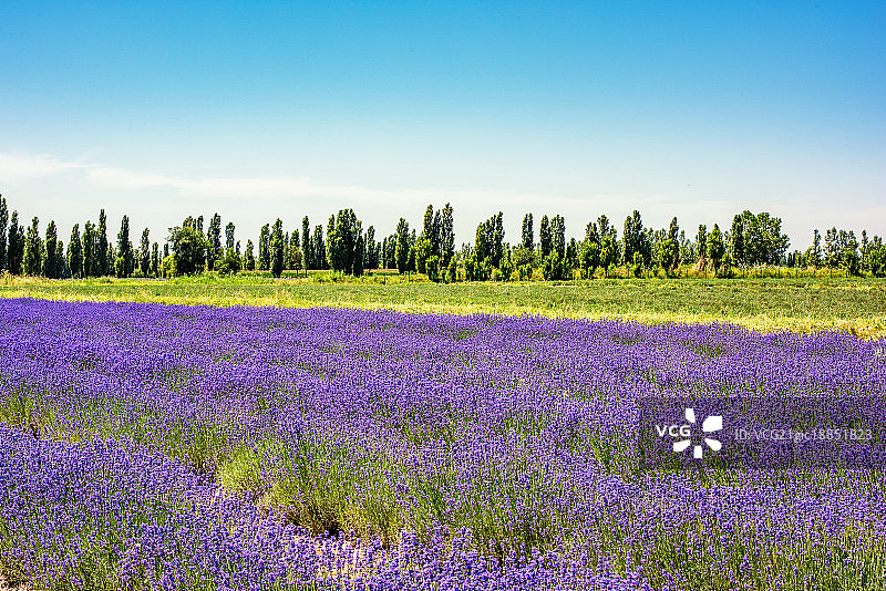薰衣草花海图片素材