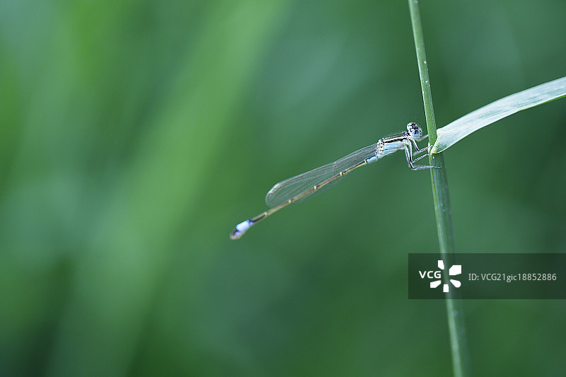 荷叶与豆娘图片素材