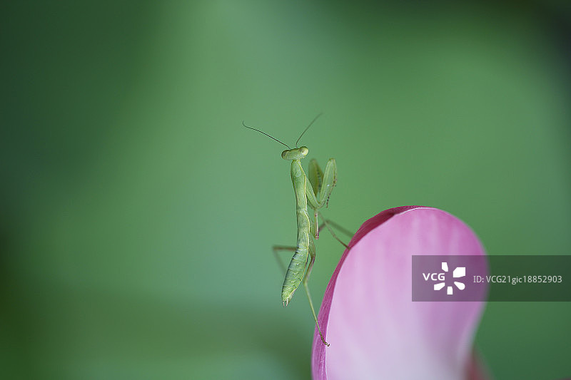 螳螂与荷塘图片素材