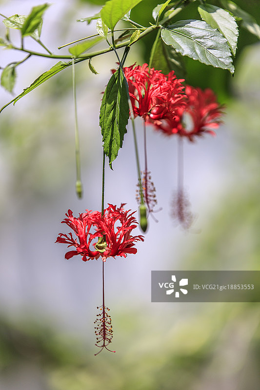 花朵特写图片素材