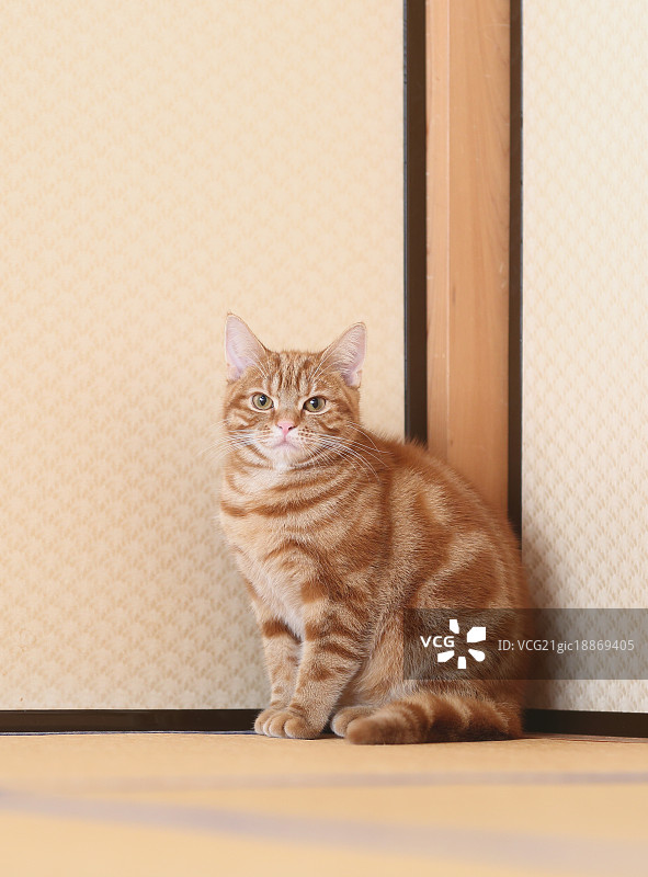 房子里的猫图片素材