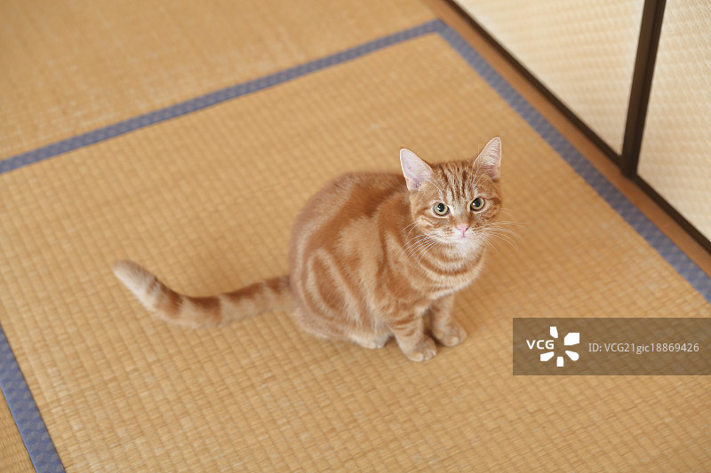 房子里的猫图片素材