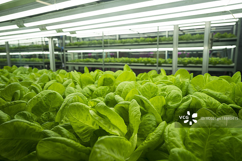 在温室里的绿色植物图片素材