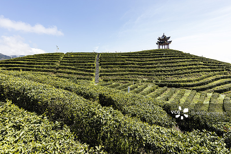 茶园湖北恩施中国图片素材