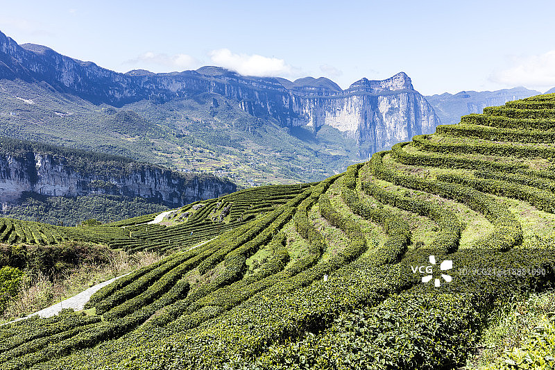 茶园湖北恩施中国图片素材