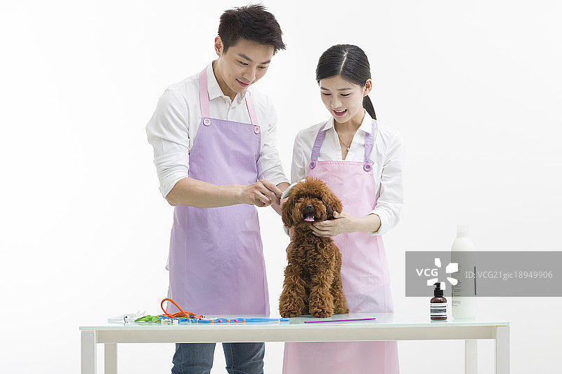 宠物美容师和可爱的泰迪狗图片素材
