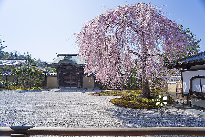 京都高台寺勅使门与石庭樱花图片素材